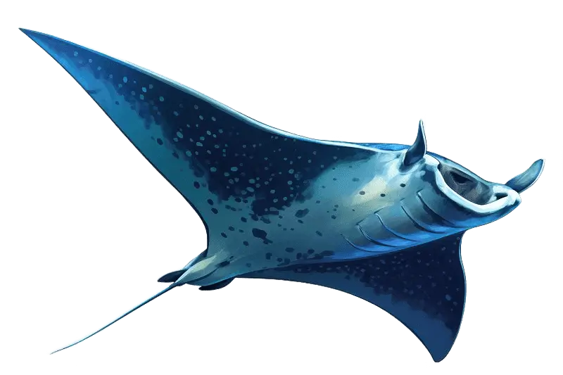 Manta Ray Illustration Image